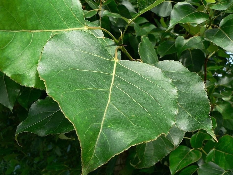 green leaves on a tree in the forest close up