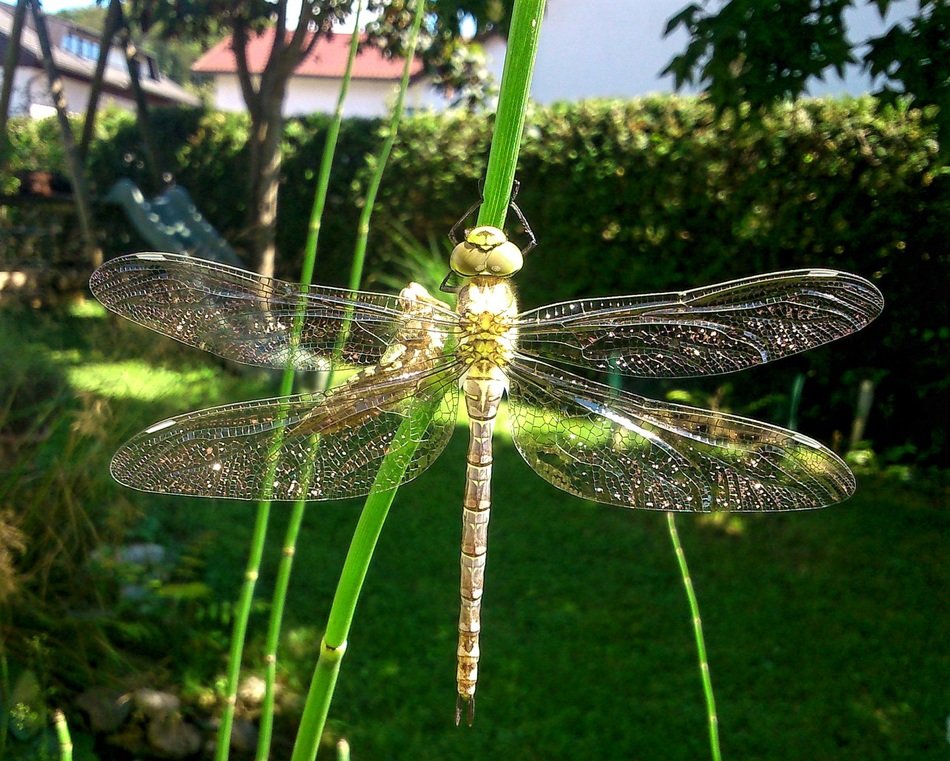 closeup picture of dragonfly with transparent wings in the garden