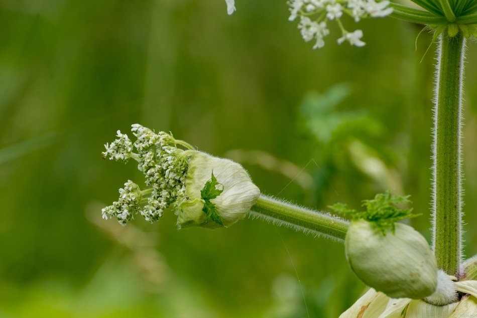 flowers on a field in the netherlands