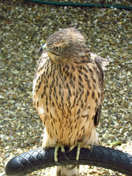 bird of prey in the reserve
