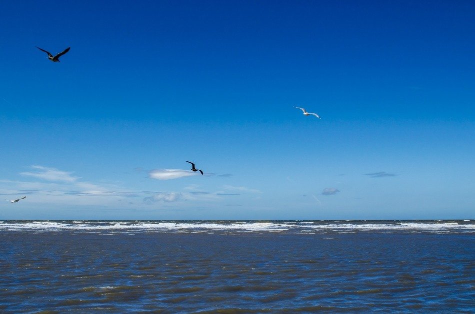 free seagulls over the sea