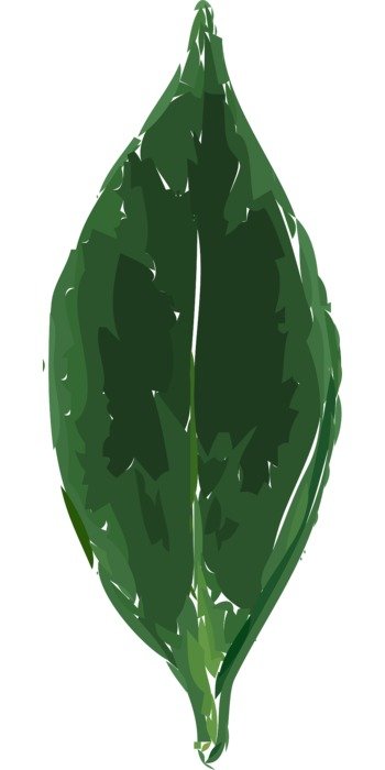 leaf plant foliage cartoon floral