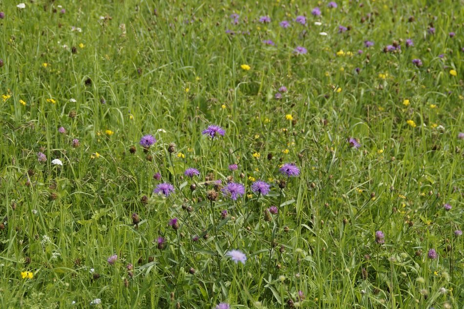 meadow covered with flowers