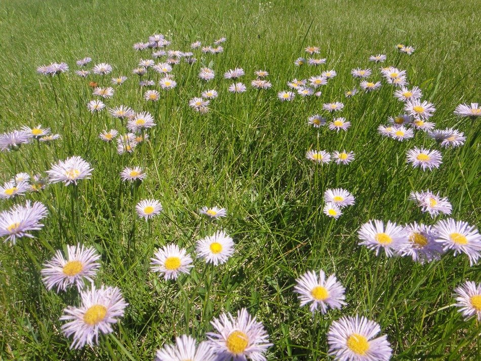 elegant flowers field