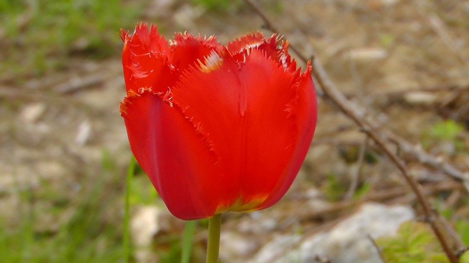 Red tulip blossom in summer