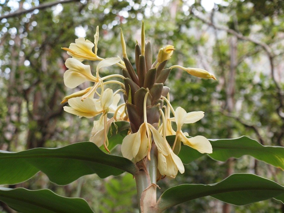 hawaii blossom