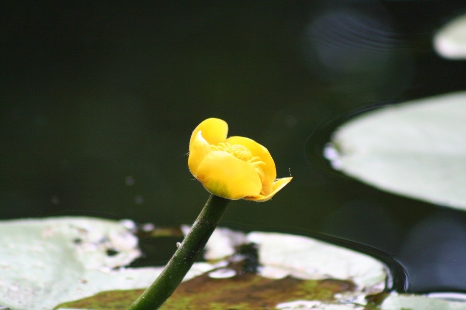 Beautiful yellow flowers blossoms on the water