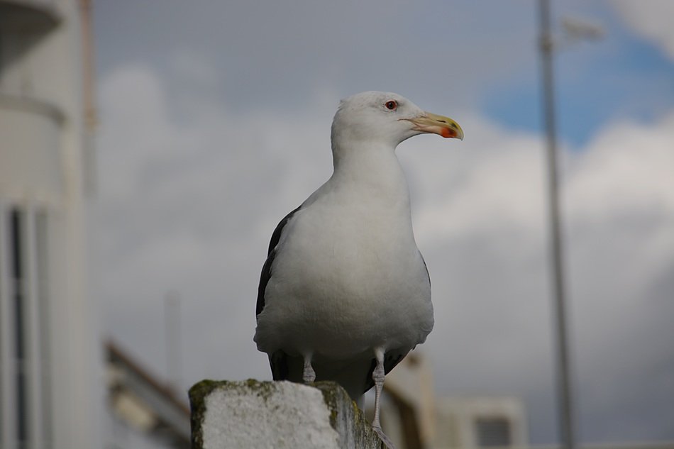 Seagull sky Cloud scene