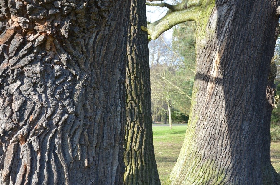 oak tree bark sunny close scene