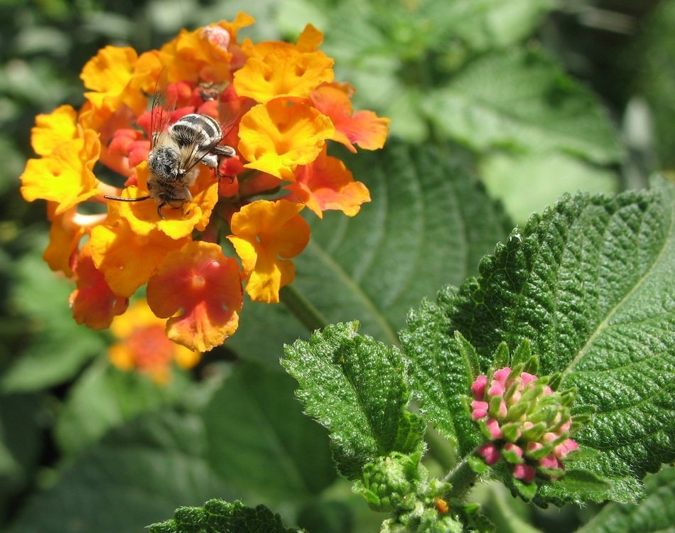 Bee on the beautiful colorful flower in spring