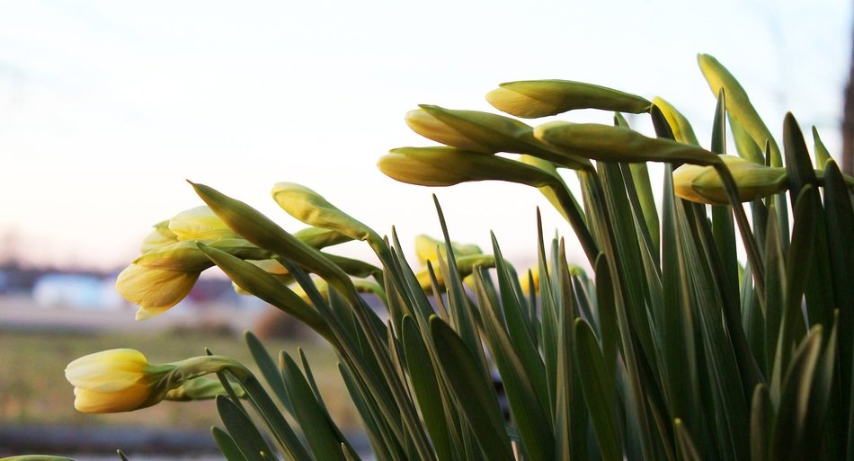 daffodil young fresh