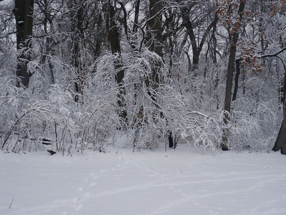 winter forest in the snow