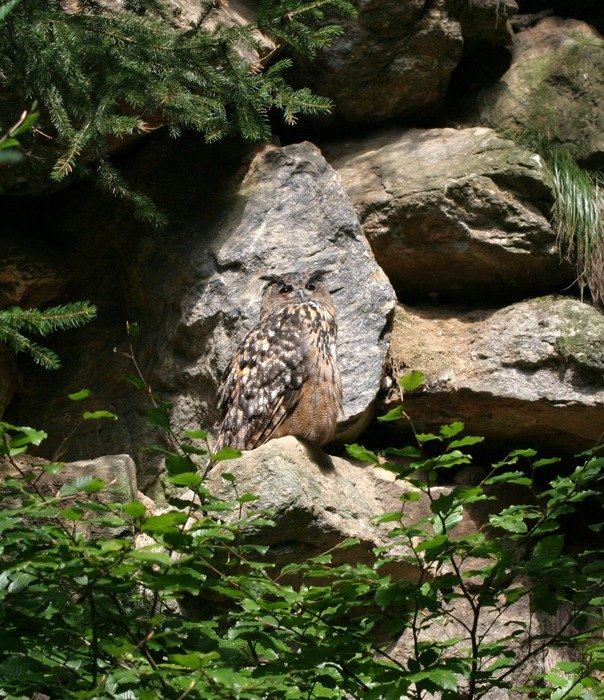 unusually beautiful owl bird