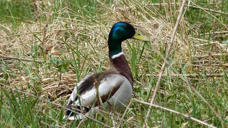 unusually beautiful duck in grass