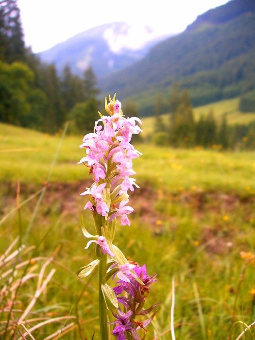 orchid alpine