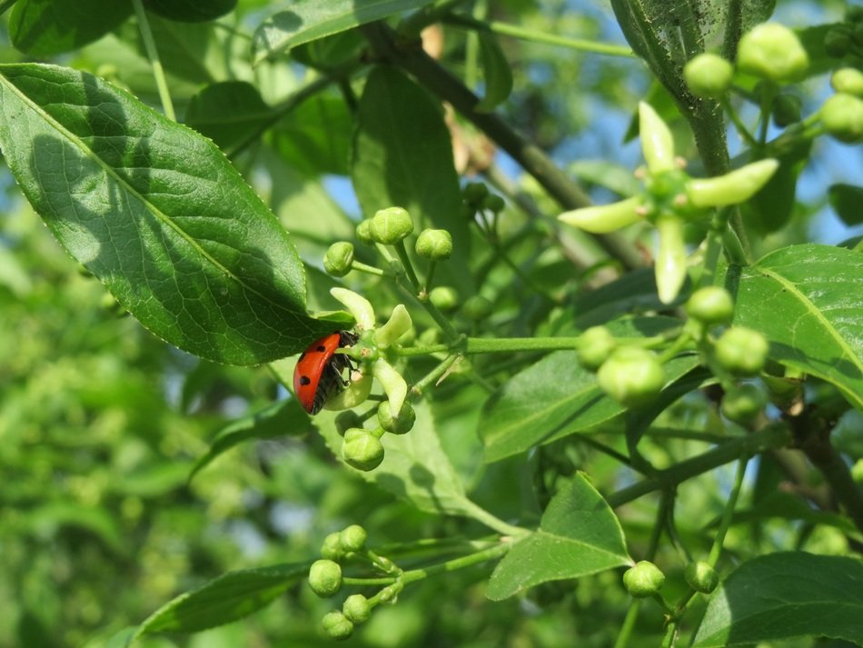 ladybug on the inflorescence of the bush close-up on blurred background
