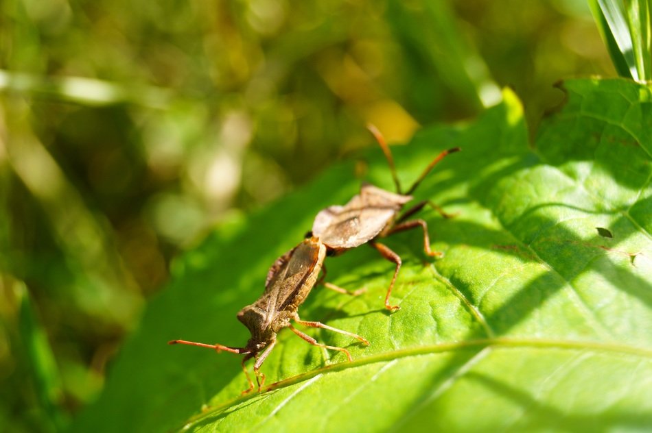 Pairing of the beetles