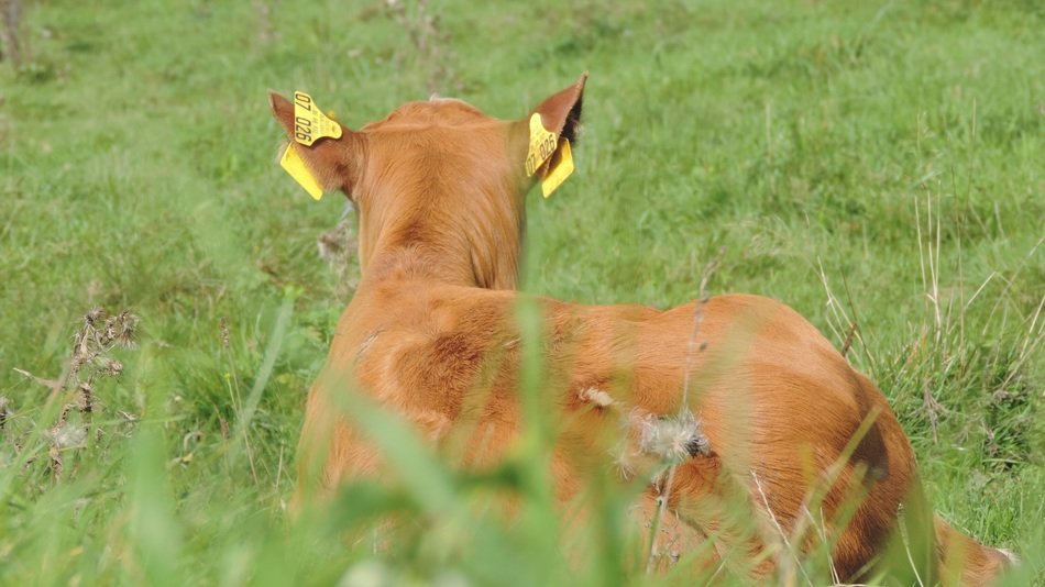 the calf lies in the pasture