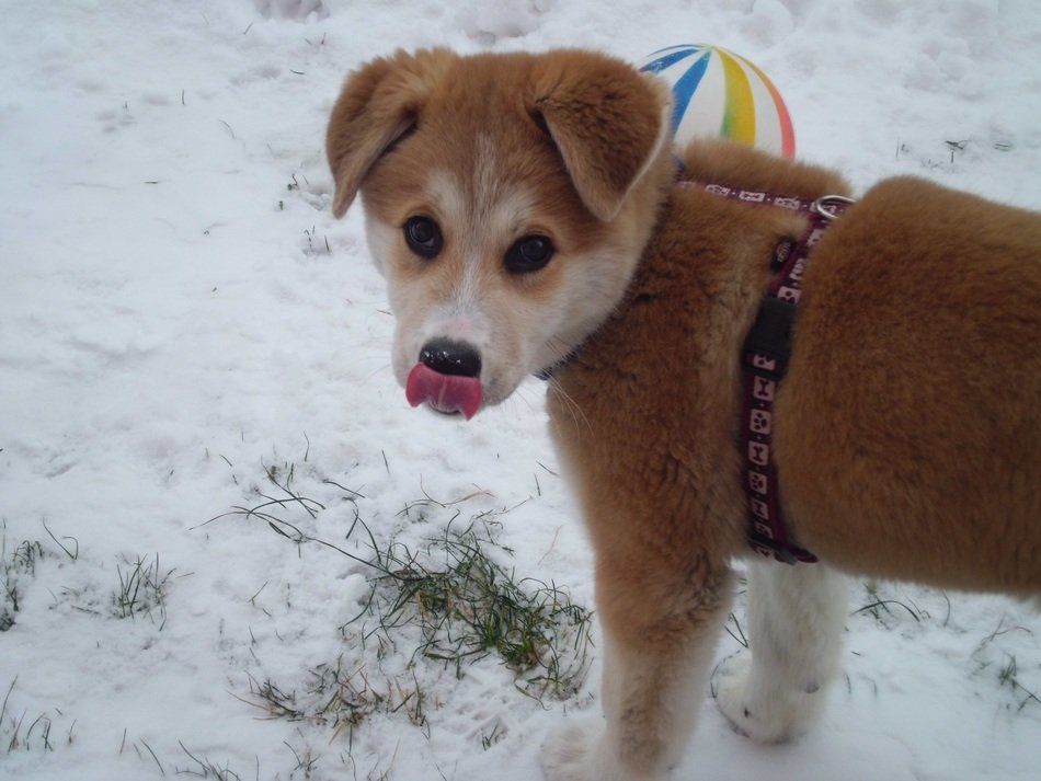 brown puppy with a ball in the snow