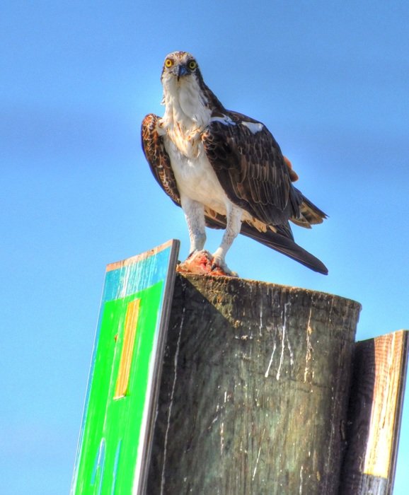brown beautiful bird