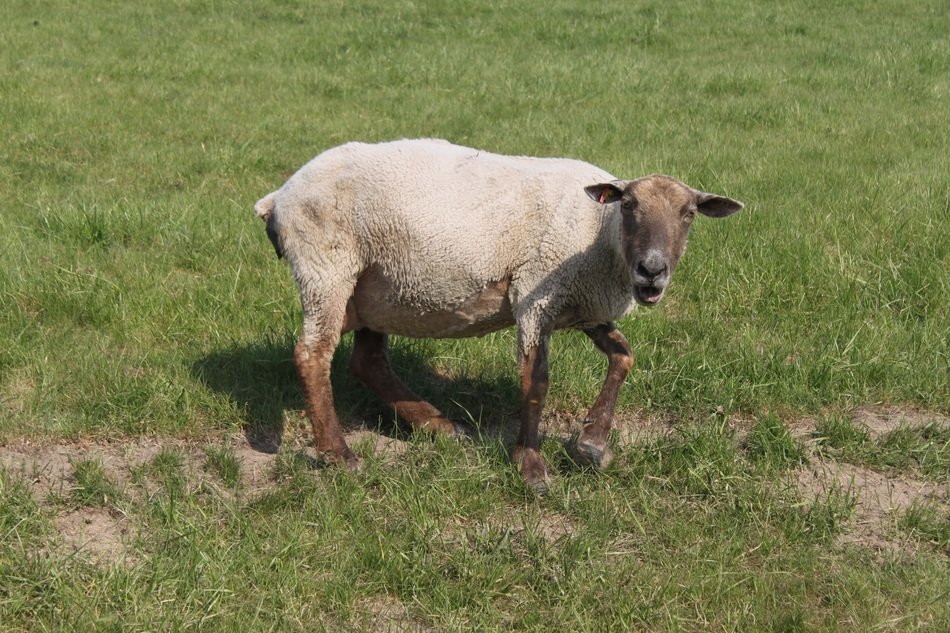 Picture of sheep on a meadow