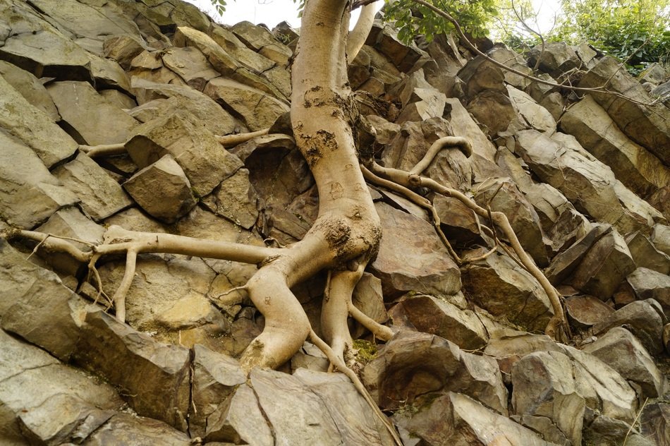 sinuous tree root