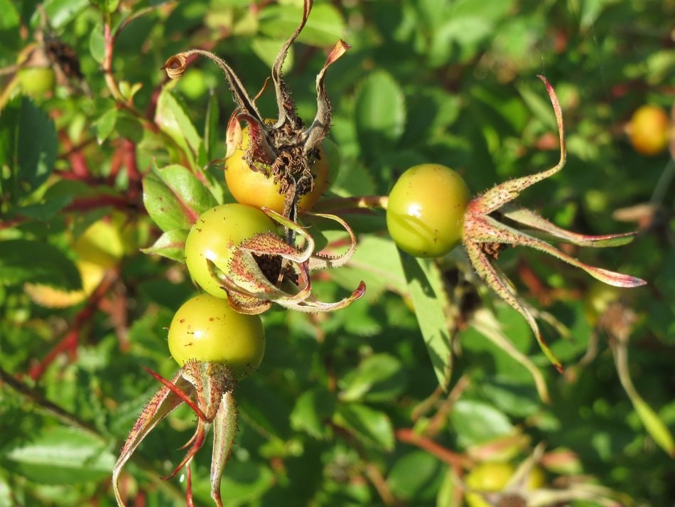 rosa spinosissima hips