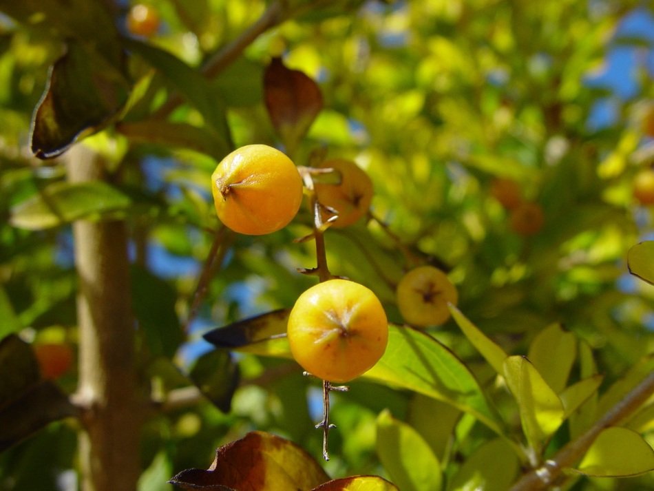 woodvale berries yellow little