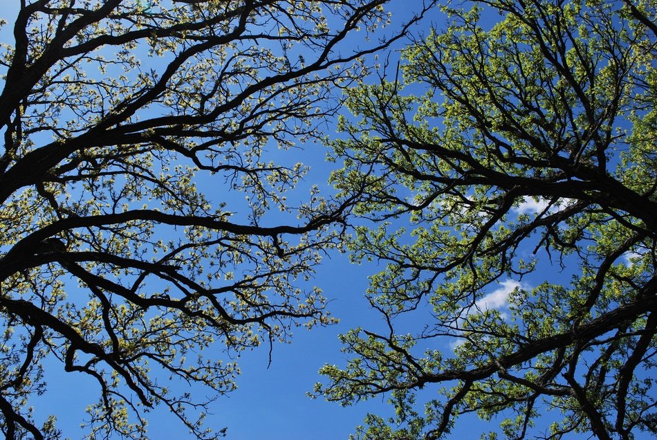 wonderful oak tree in spring