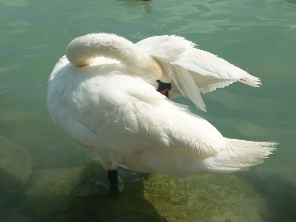 swan hides head under wing on lake balaton, hungary