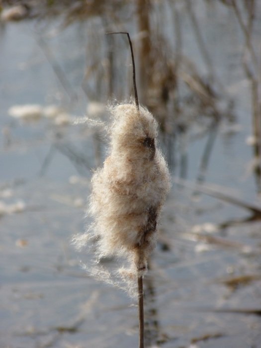 fluffy reeds on the lake close-up