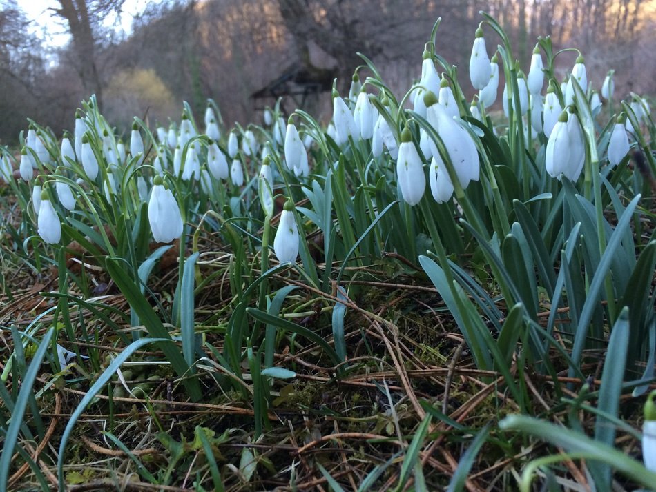 white closed snowdrops in the meadow