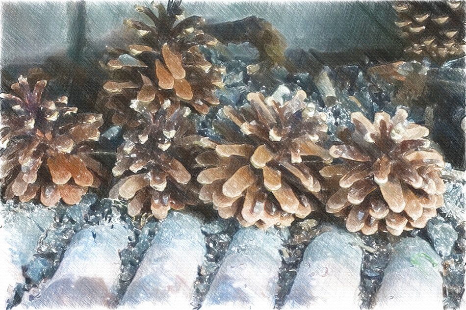 pine cones in winter