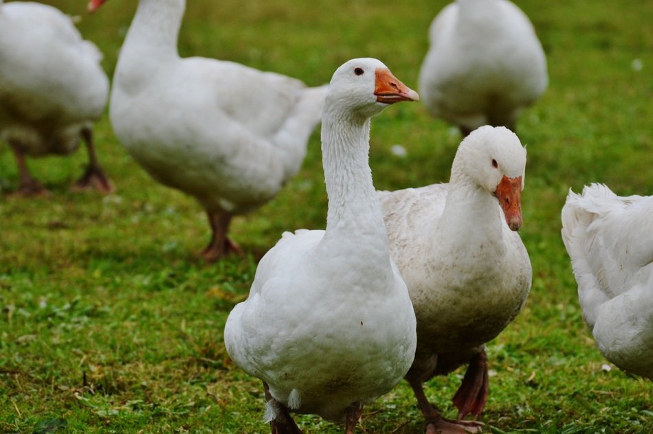domestic goose group