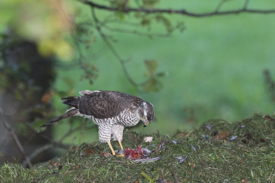 bird of prey on the grass