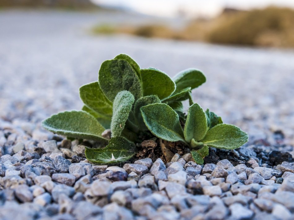chios plant on a road