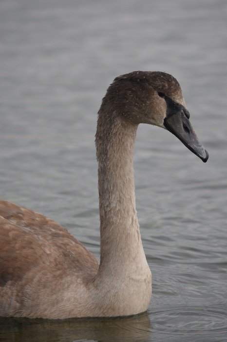 gray swan with black beak