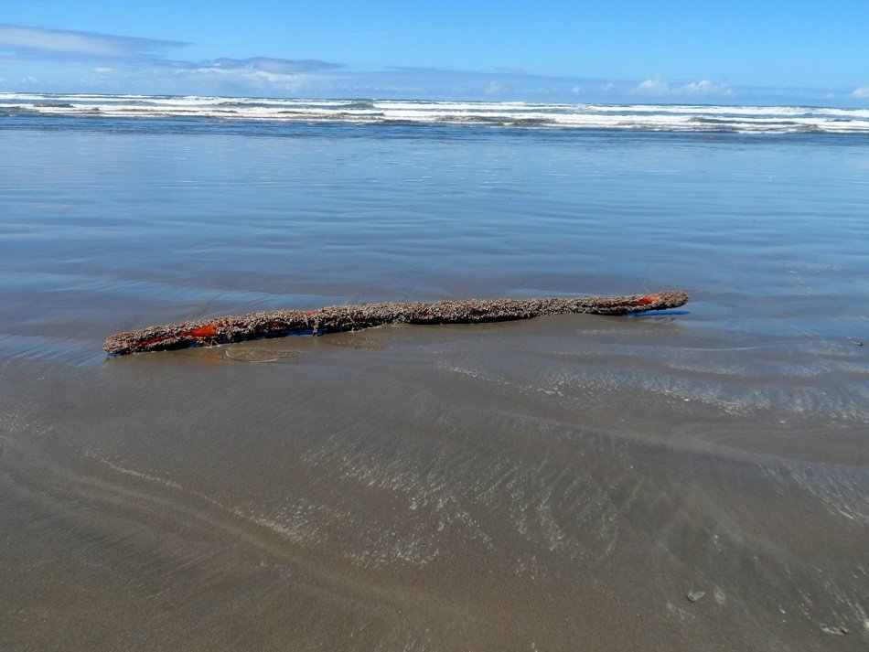 driftwood ocean water