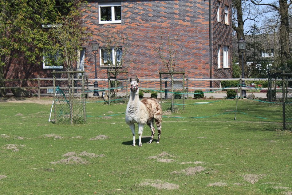 a lama in the gaden