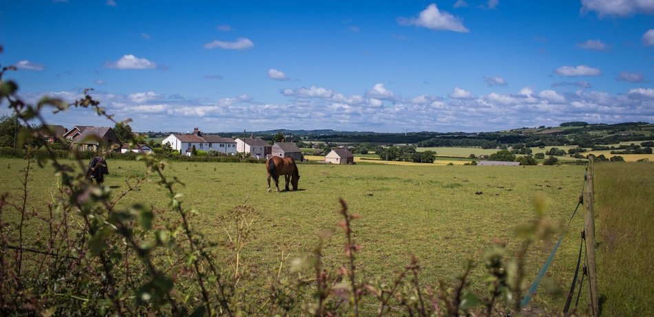 horse on a pasture in the village