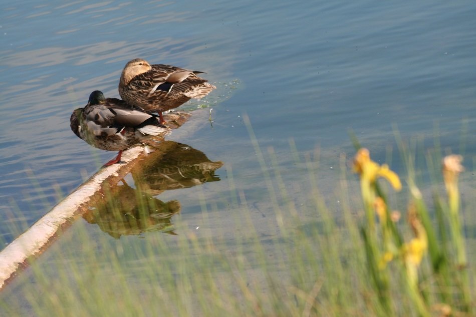 extraordinary beautiful ducks
