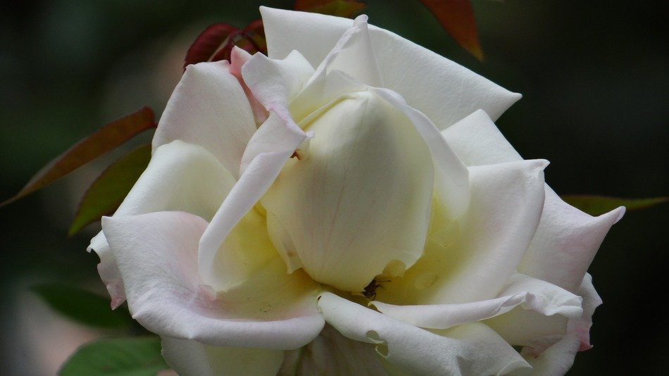 Rose with the white petals