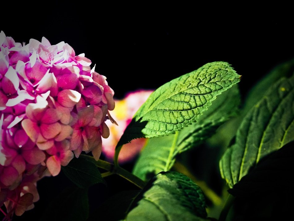 photo of pink lilac