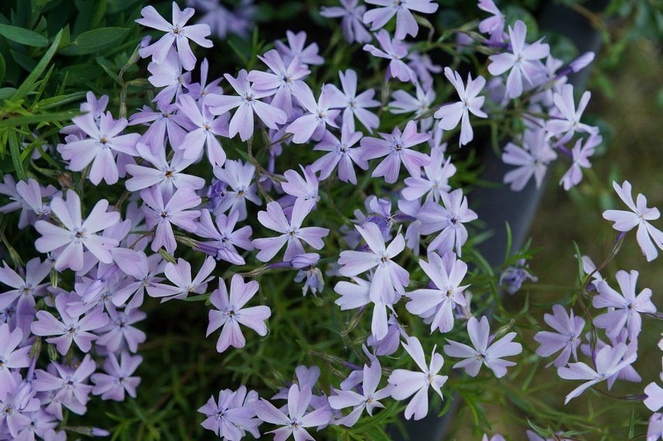 blue flower blooming in June
