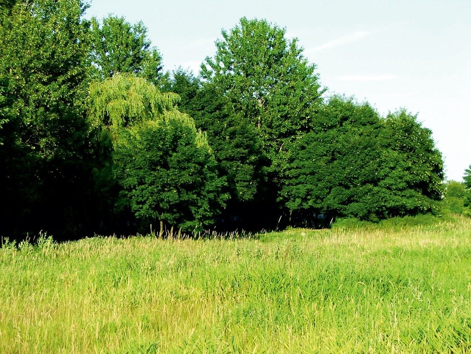 green trees on the edge of the meadow