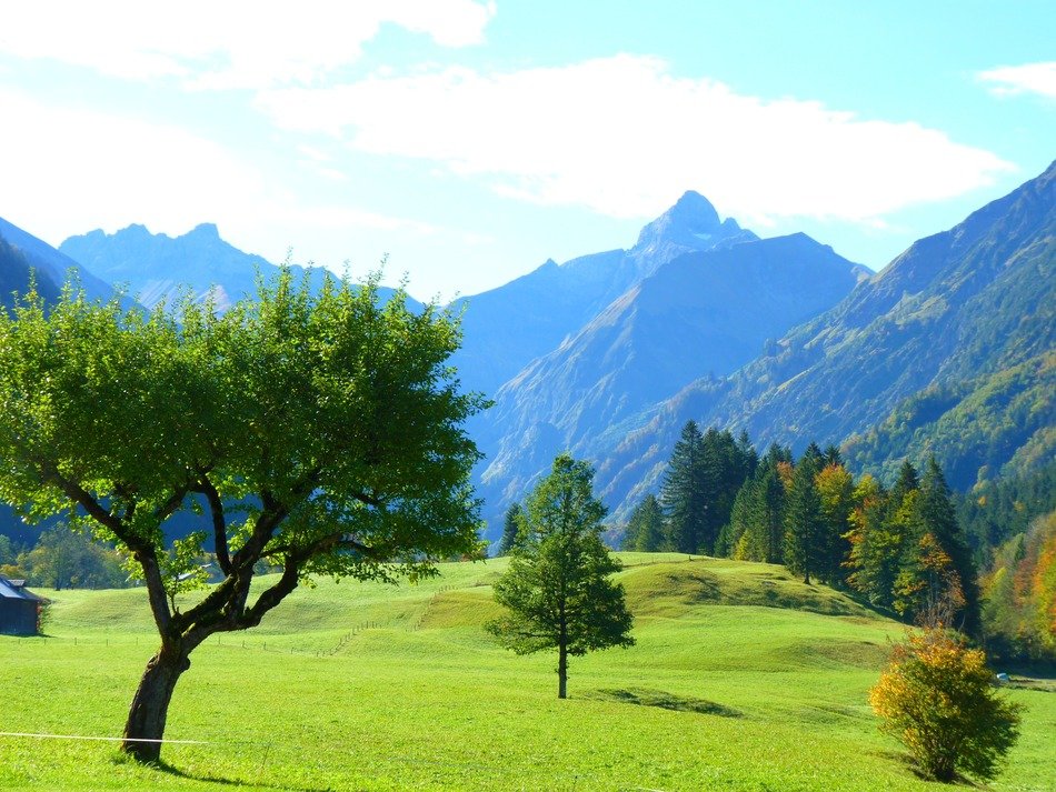 trees in a meadow near the mountains