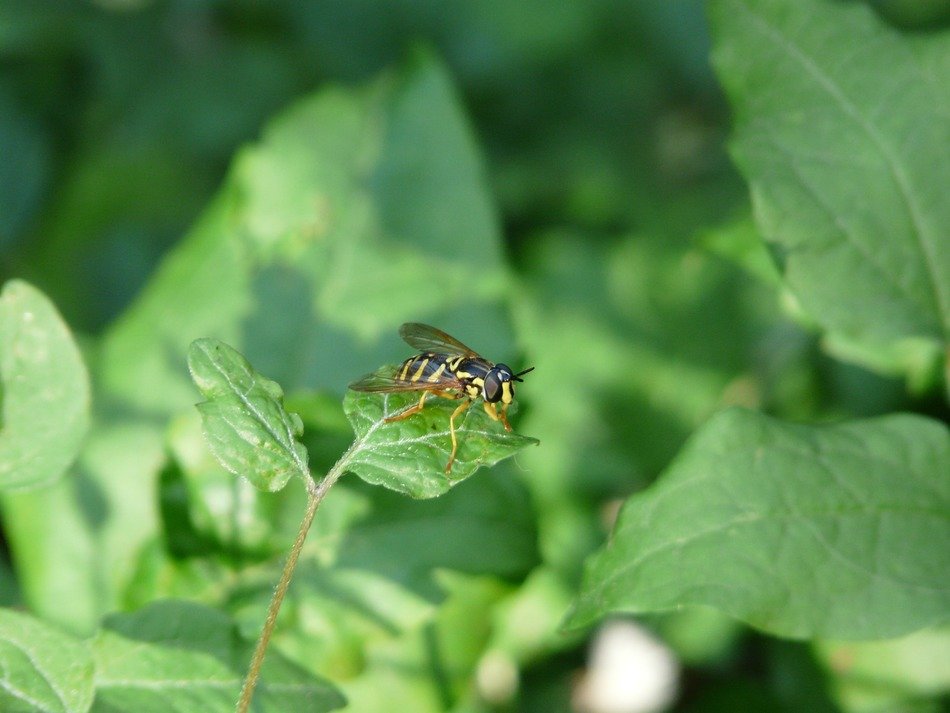 Syrphidae on the plant