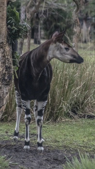 okapi, forest giraffe, african animal