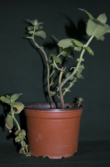 green mint in a brown pot