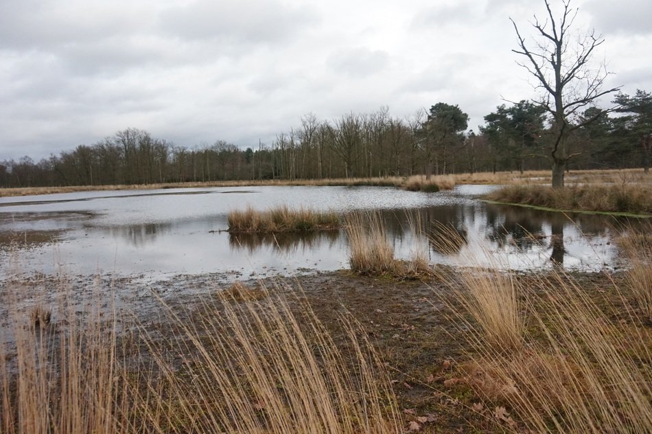 Lake autumn landscape in the Netherlands